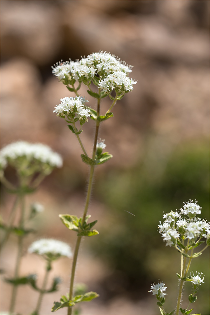 Изображение особи Origanum onites.