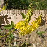 Melilotus officinalis