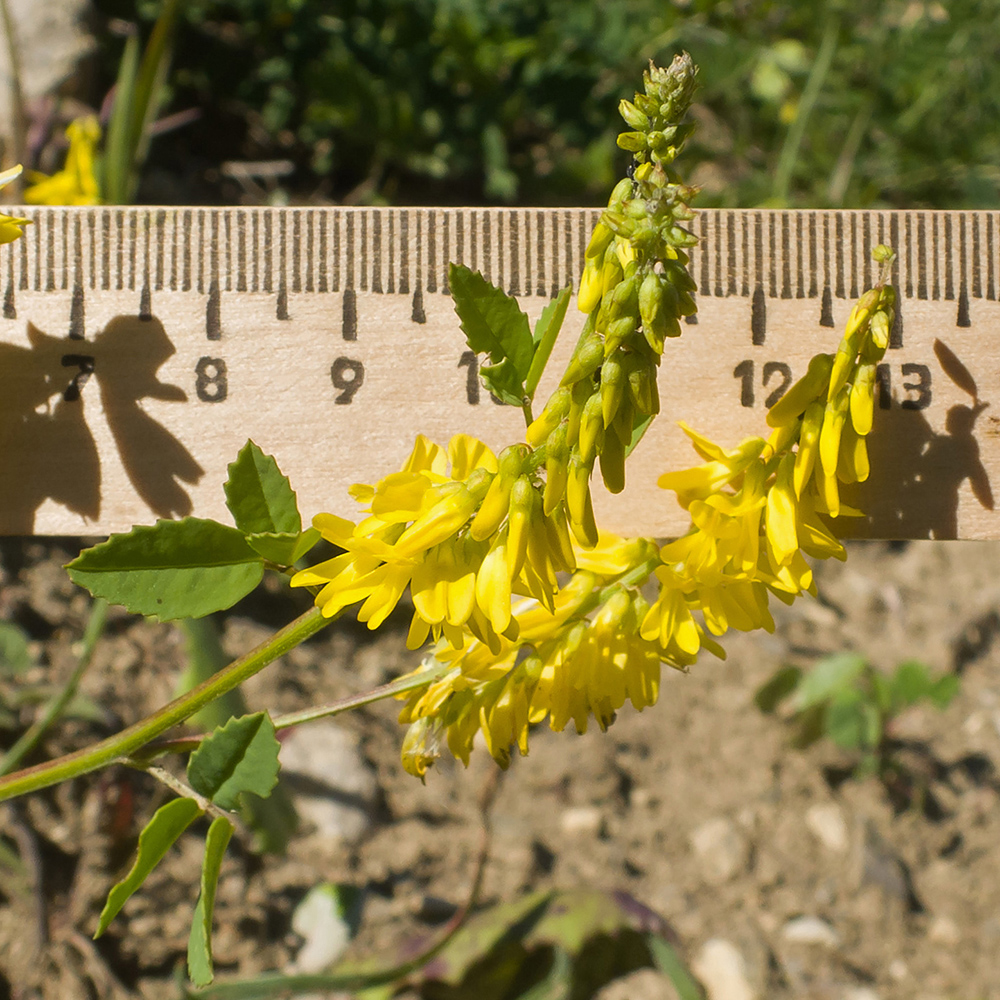 Image of Melilotus officinalis specimen.