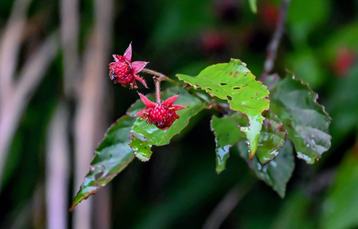 Изображение особи Rubus swinhoei.