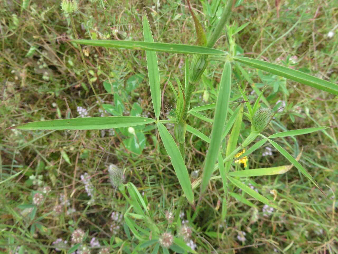 Image of Trifolium purpureum specimen.