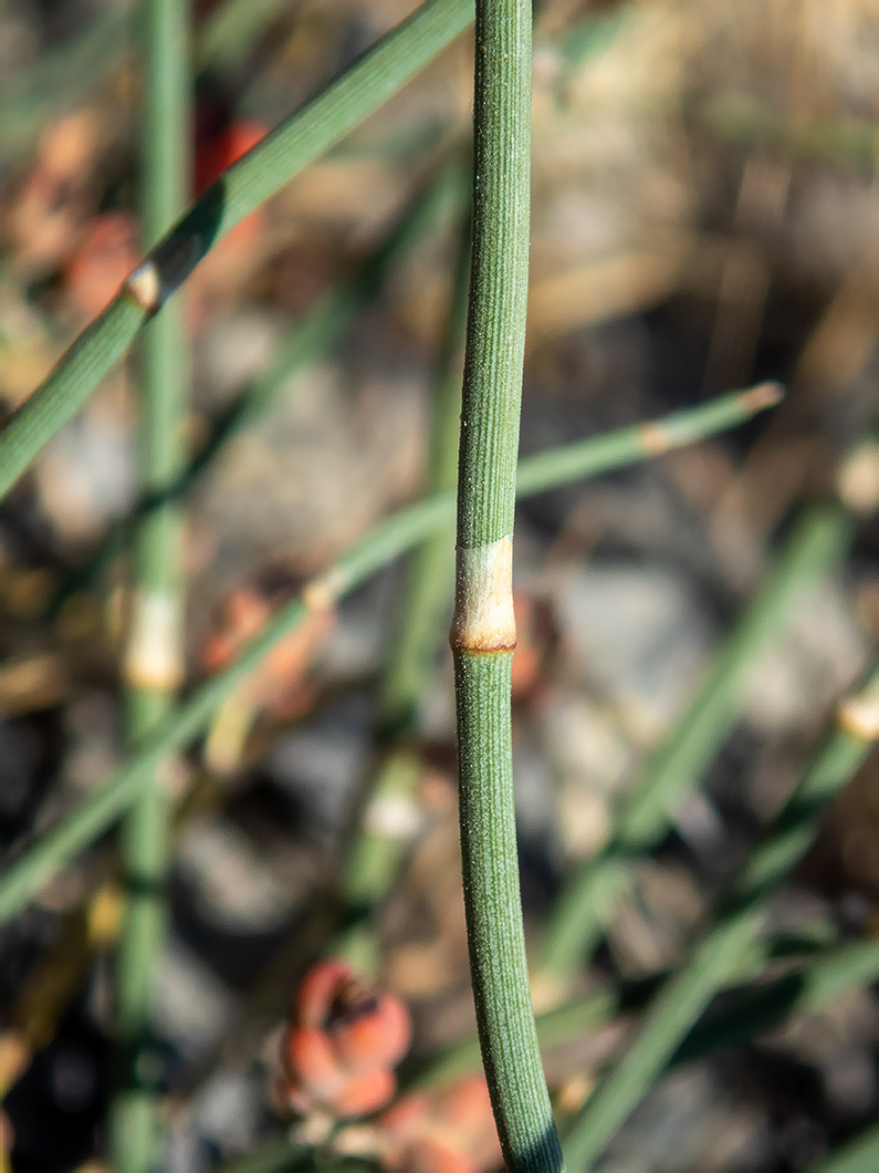 Image of Ephedra distachya specimen.