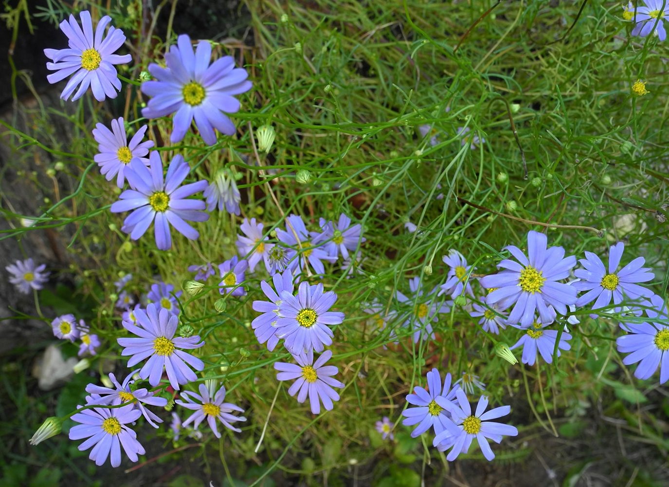 Image of Brachyscome iberidifolia specimen.
