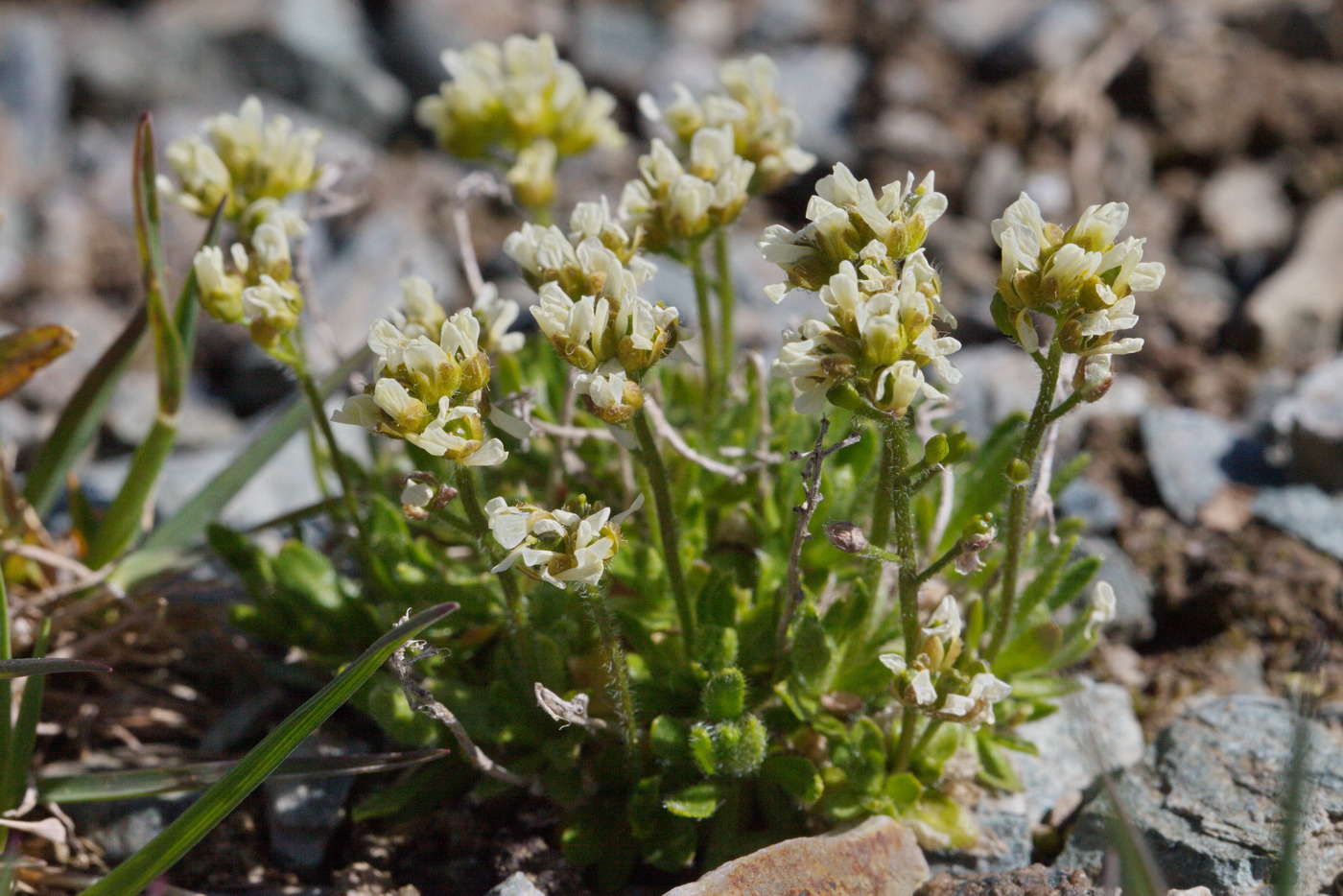 Image of genus Draba specimen.