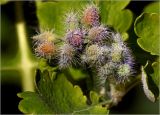 Смотреть изображение Chelidonium majus