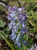 Смотреть изображение Corydalis turtschaninovii