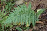 View full-size image Dryopteris filix-mas
