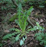 Смотреть изображение Taraxacum officinale