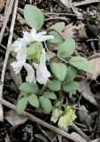 Corydalis repens. Цветущее растение. Владивосток, Ботанический сад-институт ДВО РАН. 9 апреля 2011 г.