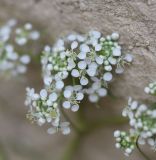 View full-size image Lepidium vesicarium