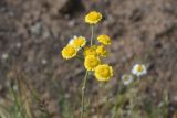 View full-size image Tanacetum aureum