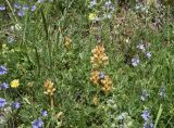 View full-size image Orobanche lutea