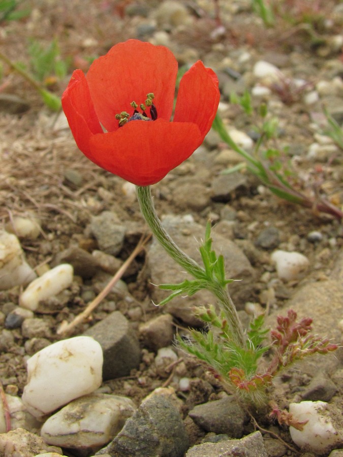 Image of Papaver minus specimen.