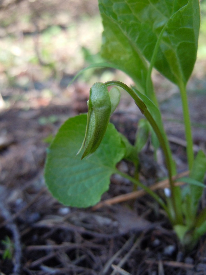 Image of Viola mirabilis specimen.