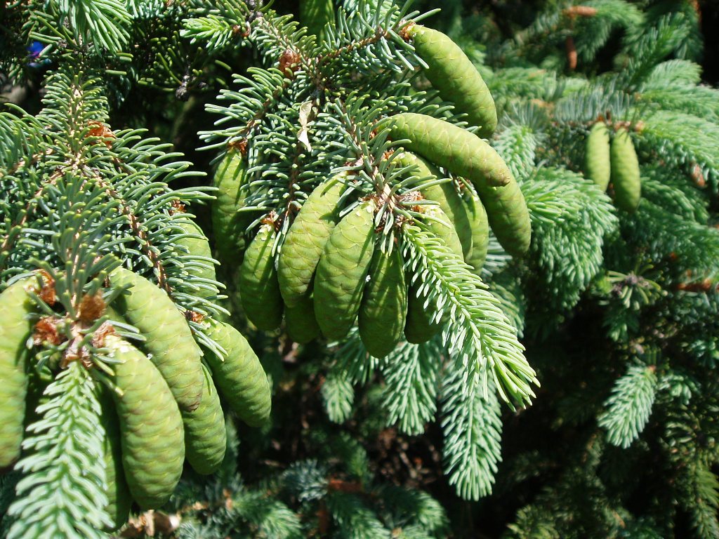 Image of Picea glauca specimen.