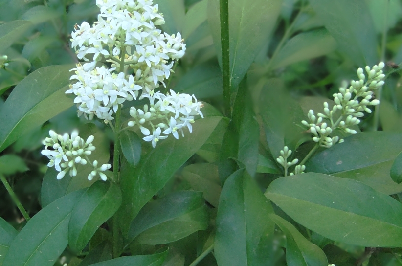 Image of Ligustrum vulgare specimen.