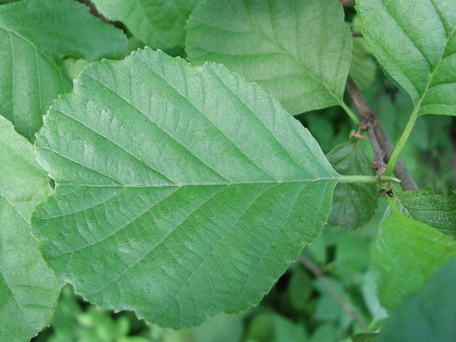 Изображение особи Alnus glutinosa.