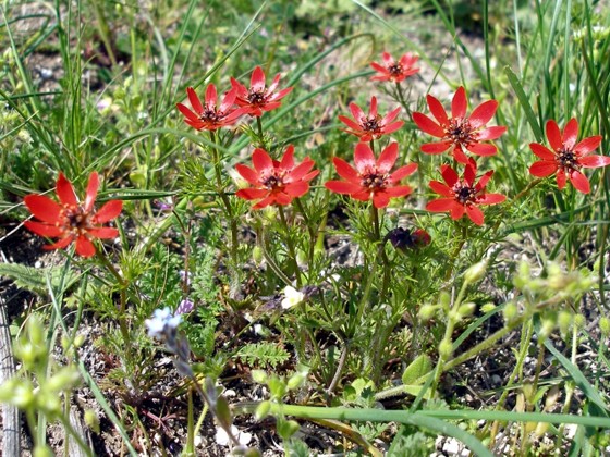 Image of genus Adonis specimen.