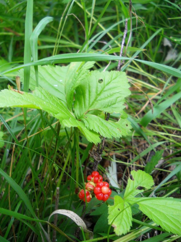 Image of Rubus saxatilis specimen.