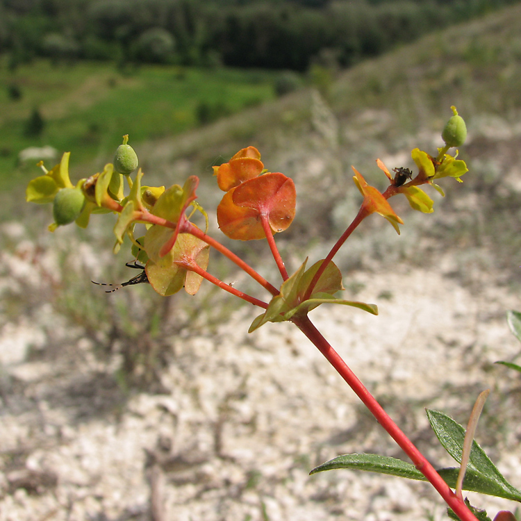 Изображение особи Euphorbia petrophila.