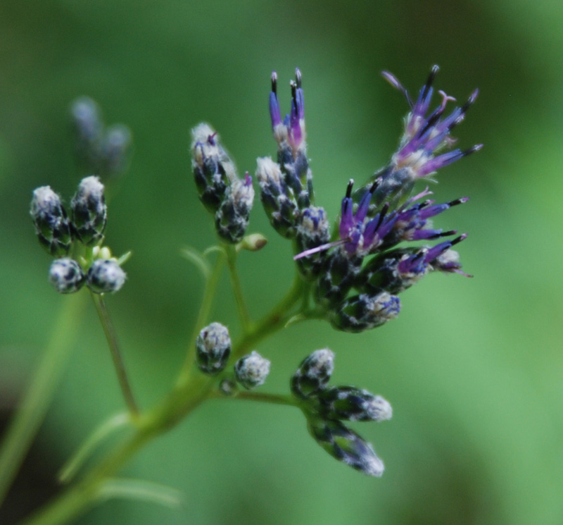 Изображение особи Saussurea parviflora.