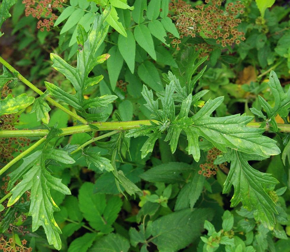 Изображение особи Senecio jacobaea.