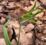 Galanthus nivalis