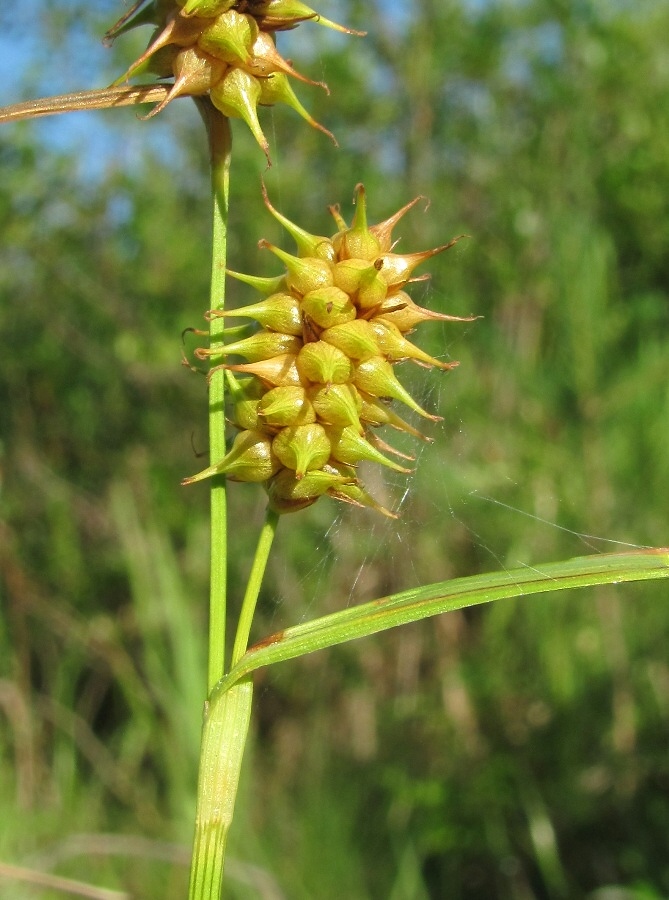 Image of Carex flava specimen.