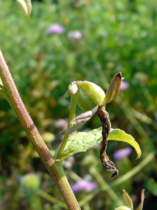 Изображение особи Campanula rapunculoides.