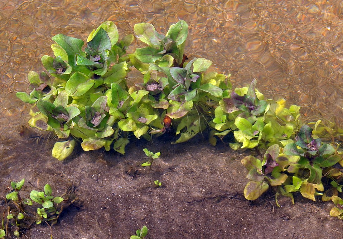 Image of Veronica beccabunga specimen.