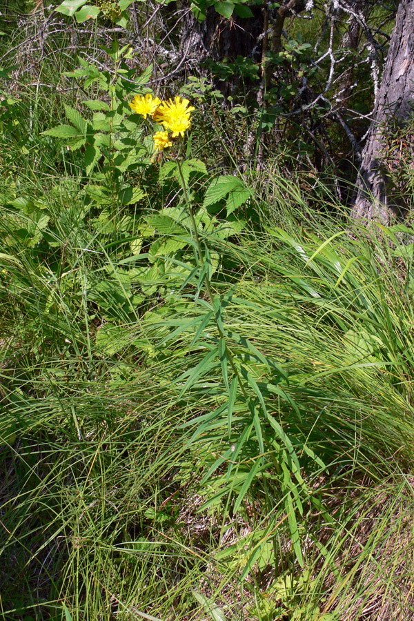 Изображение особи Hieracium umbellatum.