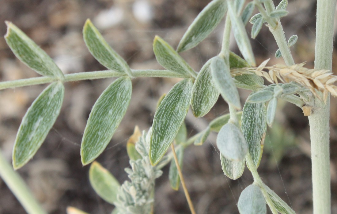 Image of Astragalus varius specimen.