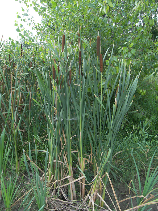 Изображение особи Typha intermedia.