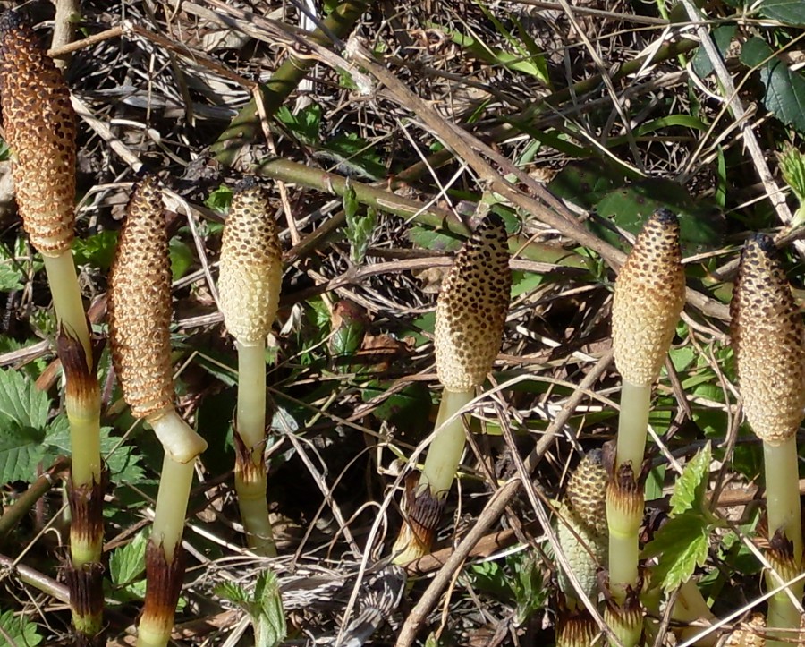 Изображение особи Equisetum telmateia.