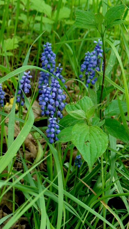 Изображение особи род Muscari.