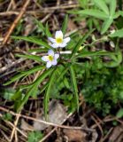 Anemone caerulea