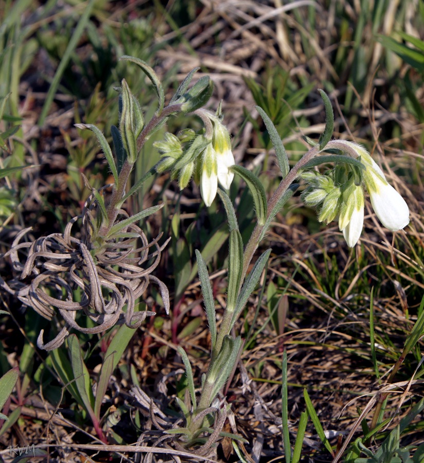 Image of Onosma simplicissima specimen.