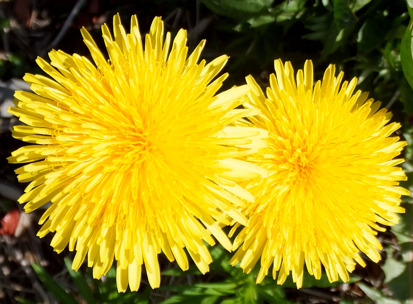 Image of genus Taraxacum specimen.