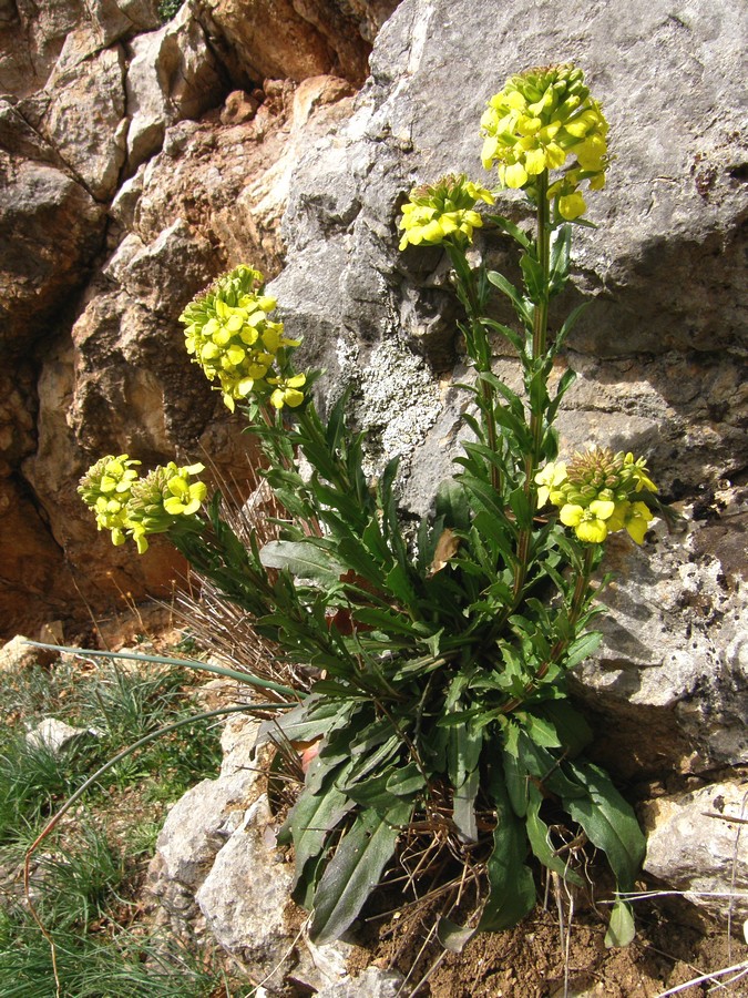 Image of Erysimum cuspidatum specimen.