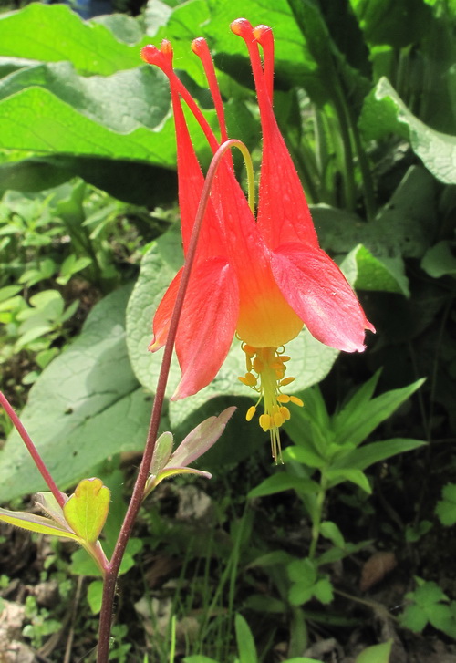 Изображение особи Aquilegia canadensis.