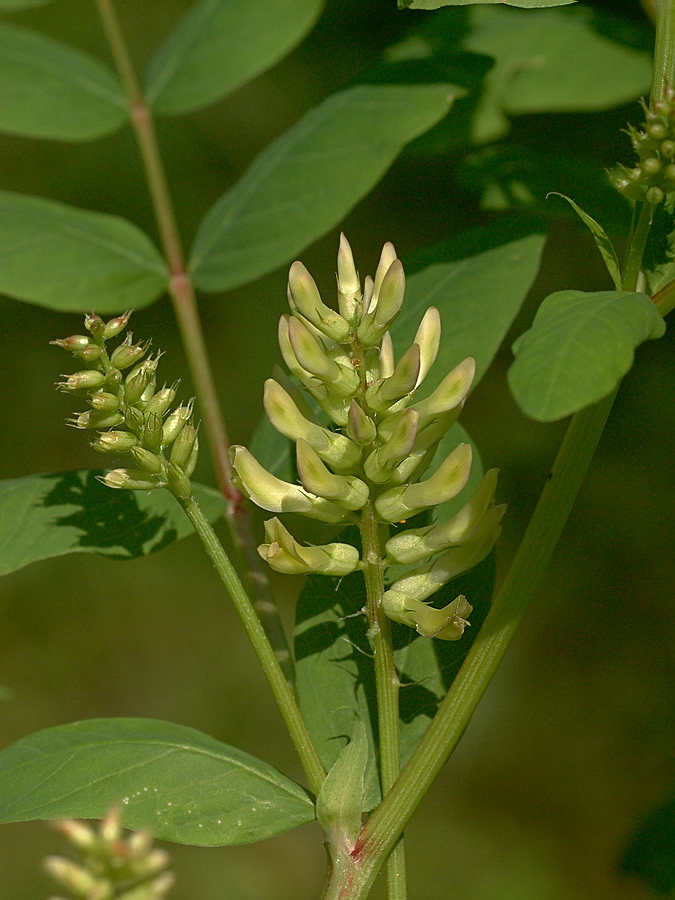 Image of Astragalus glycyphyllos specimen.