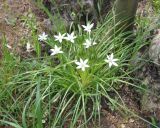 род Ornithogalum