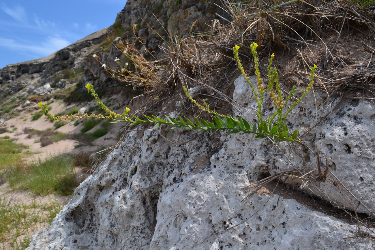 Изображение особи Linaria genistifolia.