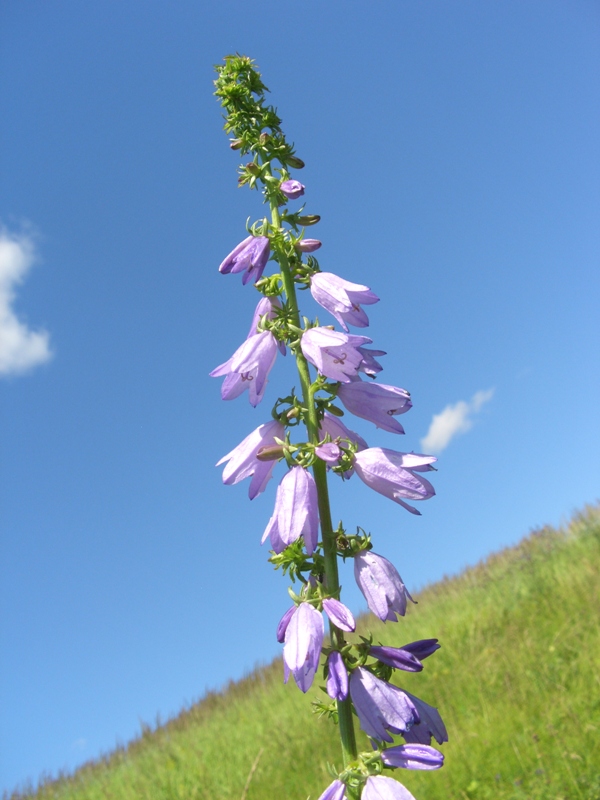 Изображение особи Campanula bononiensis.