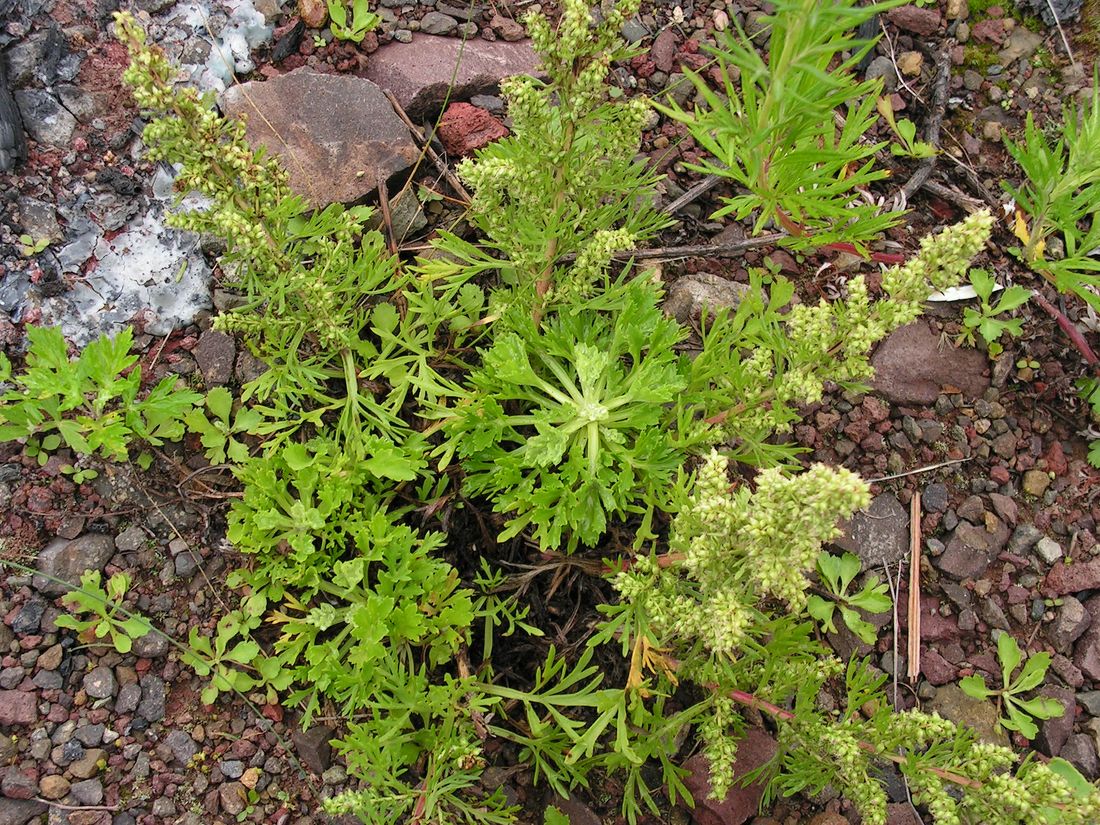 Image of Artemisia littoricola specimen.