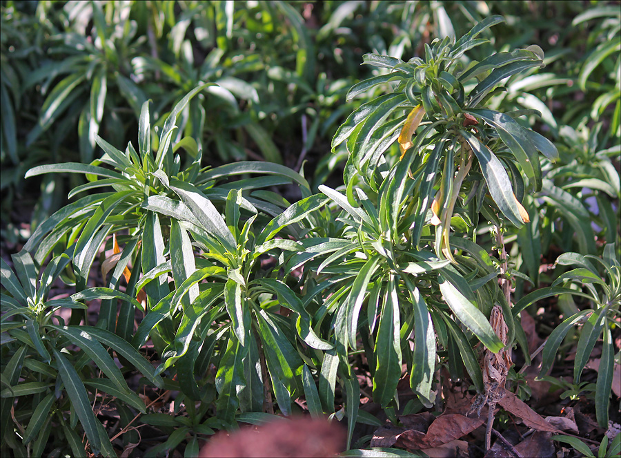 Image of Cheiranthus cheiri specimen.