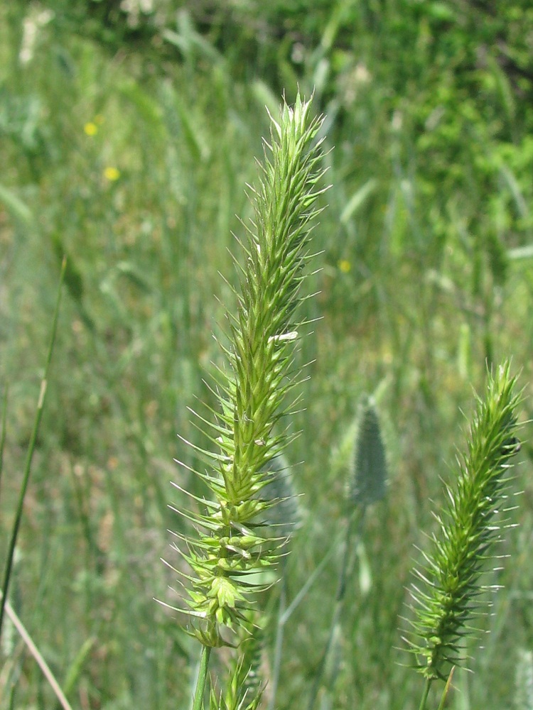 Изображение особи Agropyron pectinatum.