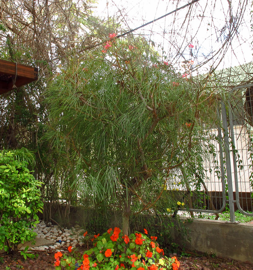 Image of Grevillea johnsonii specimen.