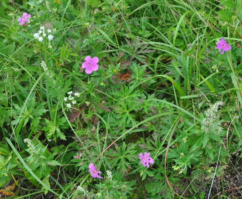 Изображение особи Geranium soboliferum.