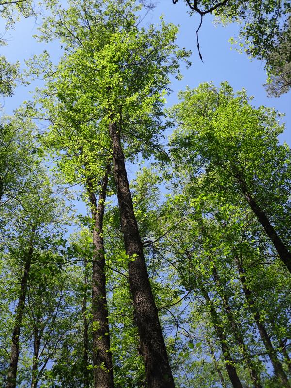 Image of Alnus glutinosa specimen.